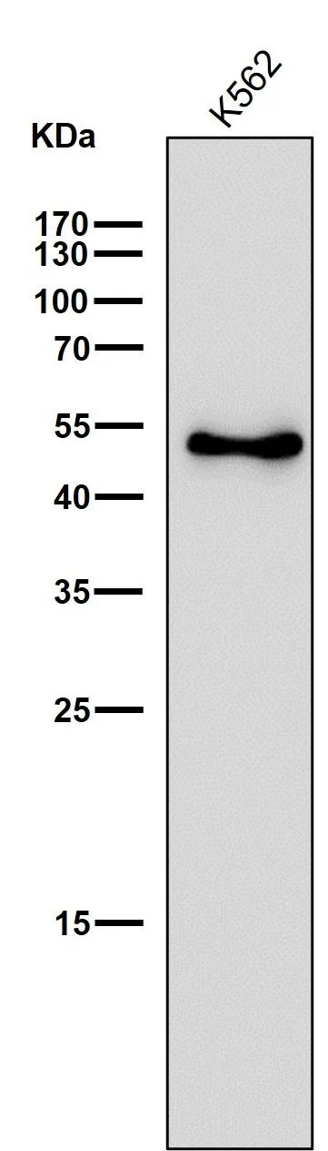 Western blot - Anti-Ephrin B2 antibody [31D11] (AB326694)