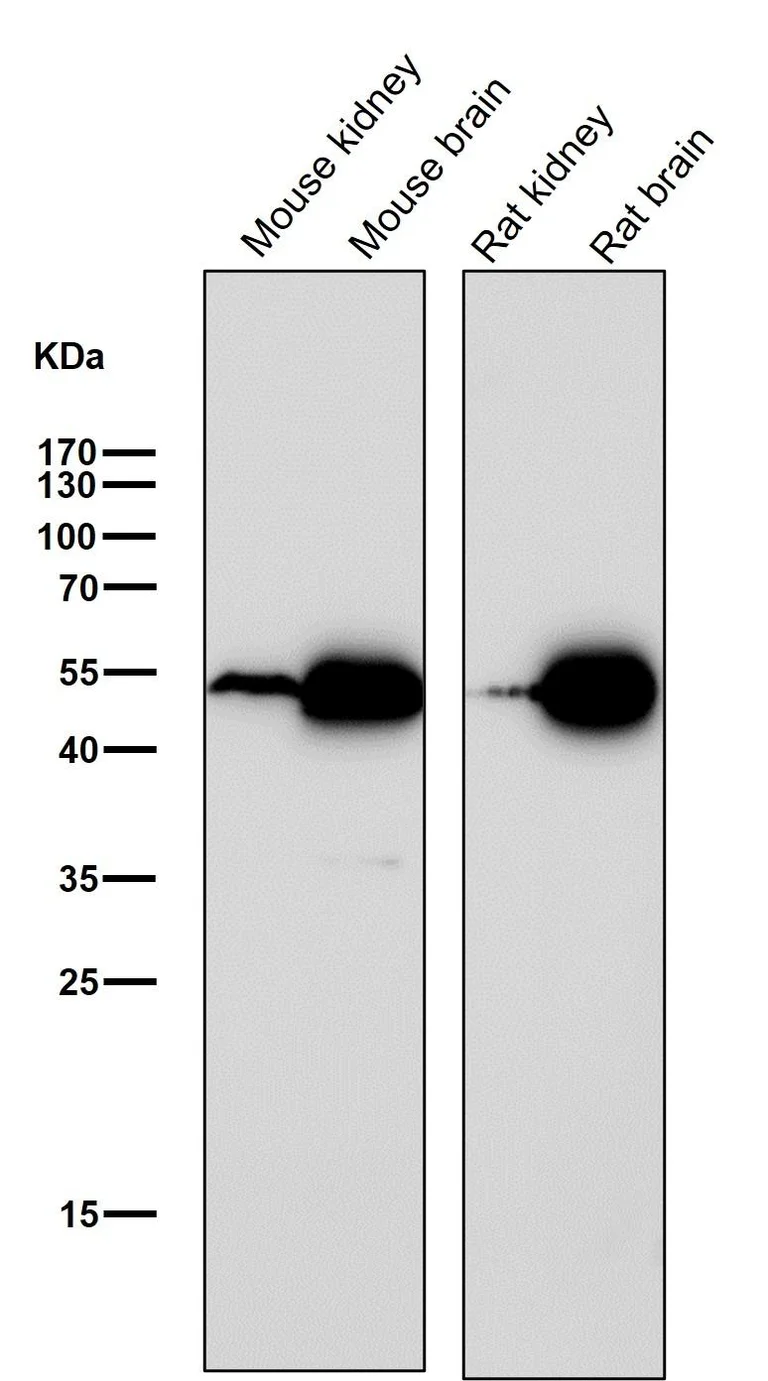 Western blot - Anti-Ephrin B2 antibody [31D11] (AB326694)