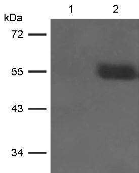 Western blot - Anti-Ephrin B2 (phospho Y316) antibody (AB119323)