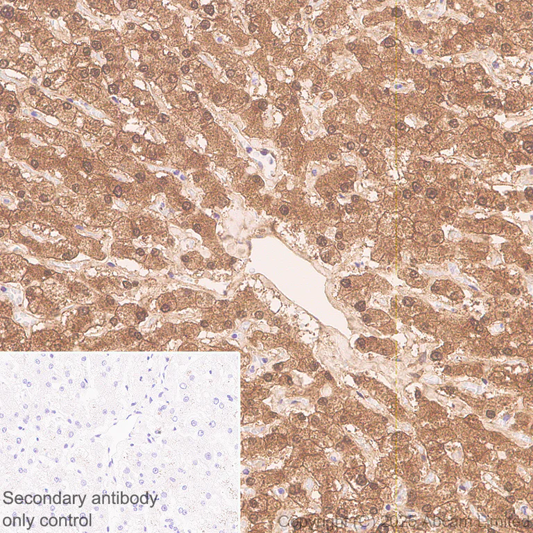 Immunohistochemistry (Formalin/PFA-fixed paraffin-embedded sections) - Anti-EPHX2 antibody [EPR30166-533] (AB324588)