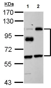 Western blot - Anti-EPLIN antibody (AB154530)