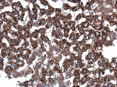 Immunohistochemistry (Formalin/PFA-fixed paraffin-embedded sections) - Anti-EPO antibody (AB226956)