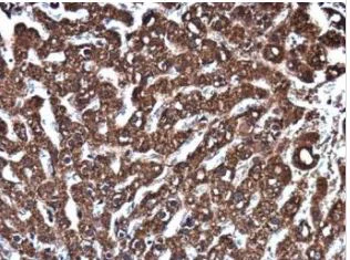 Immunohistochemistry (Formalin/PFA-fixed paraffin-embedded sections) - Anti-EPO antibody (AB273070)