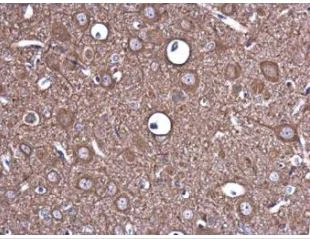 Immunohistochemistry (Formalin/PFA-fixed paraffin-embedded sections) - Anti-EPO antibody (AB273070)