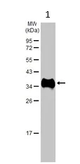 Western blot - Anti-EPO antibody (AB273070)