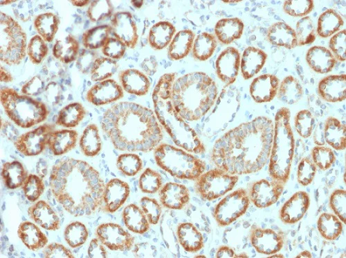 Immunohistochemistry (Formalin/PFA-fixed paraffin-embedded sections) - Anti-EPO antibody [EPO/1367] (AB224506)