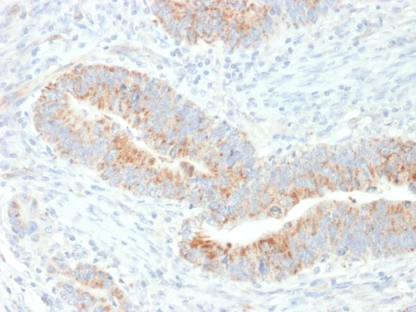 Immunohistochemistry (Formalin/PFA-fixed paraffin-embedded sections) - Anti-EPO antibody [EPO/1367] - BSA and Azide free (AB224507)
