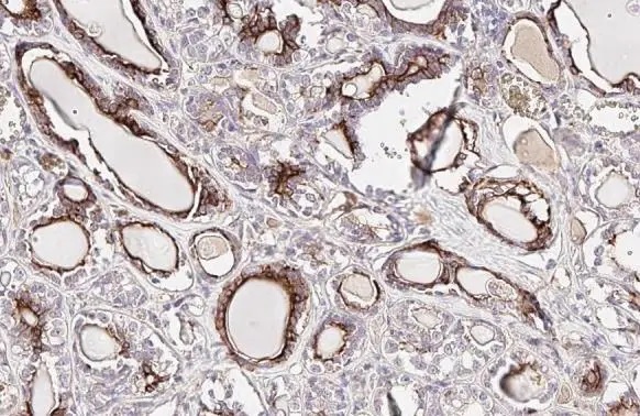 Immunohistochemistry (Formalin/PFA-fixed paraffin-embedded sections) - Anti-EPO antibody [HL1794] (AB308197), expandable thumbnail