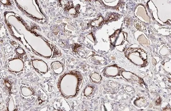 Immunohistochemistry (Formalin/PFA-fixed paraffin-embedded sections) - Anti-EPO antibody [HL1794] (AB308197)