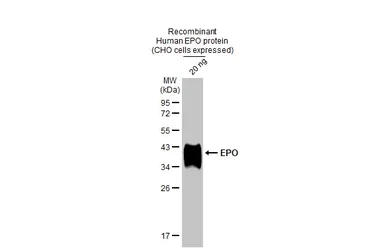 Western blot - Anti-EPO antibody [HL1794] (AB308197)