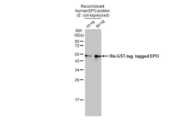 Western blot - Anti-EPO antibody [HL1794] (AB308197)