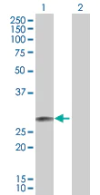 Western blot - EPO overexpression 293T lysate (whole cell) (AB94196)