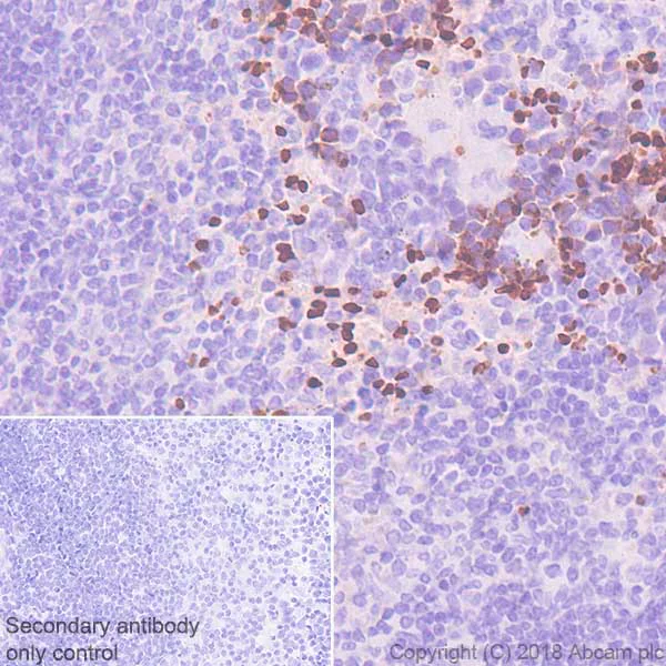 Immunohistochemistry (Formalin/PFA-fixed paraffin-embedded sections) - Anti-EPO-R antibody [EPR22366-40] - BSA and Azide free (AB245127)