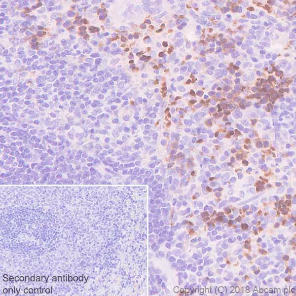 Immunohistochemistry (Formalin/PFA-fixed paraffin-embedded sections) - Anti-EPO-R antibody [EPR22366-40] - BSA and Azide free (AB245127)
