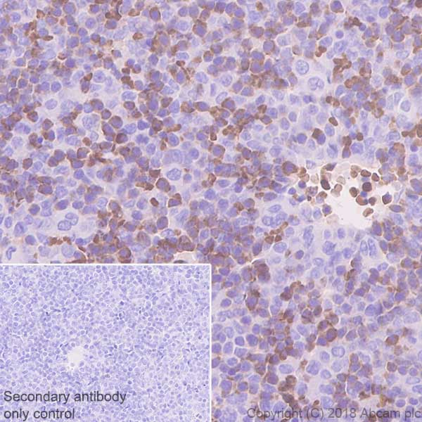 Immunohistochemistry (Formalin/PFA-fixed paraffin-embedded sections) - Anti-EPO-R antibody [EPR22366-40] - BSA and Azide free (AB245127)