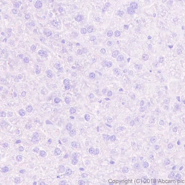 Immunohistochemistry (Formalin/PFA-fixed paraffin-embedded sections) - Anti-EPO-R antibody [EPR22366-40] - BSA and Azide free (AB245127)