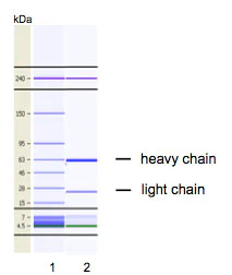 Capillary Gel Electrophoresis - Anti-EPO-R antibody [VP2E8] (AB180791)