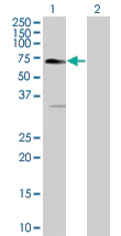 Western blot - EPO-R overexpression 293T lysate (whole cell) (AB94197)