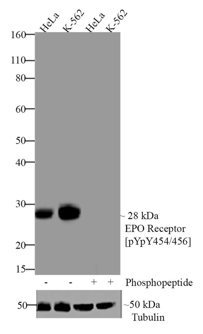 Western blot - Anti-EPO-R (phospho Y454 + Y456) antibody [RP23040088] (AB308034)