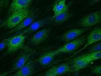 Immunocytochemistry/ Immunofluorescence - Anti-Epoxide hydrolase antibody [15B2AD9] (AB110307)