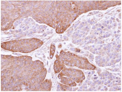 Immunohistochemistry (Formalin/PFA-fixed paraffin-embedded sections) - Anti-Epoxide hydrolase antibody (AB96774), expandable thumbnail