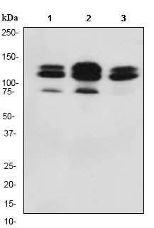 Western blot - Anti-EPS15R antibody [EP1146Y] (AB76004)