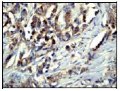 Immunohistochemistry (Formalin/PFA-fixed paraffin-embedded sections) - Anti-EPS15R antibody [EP1147Y] (AB53006)