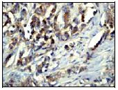 Immunohistochemistry (Formalin/PFA-fixed paraffin-embedded sections) - Anti-EPS15R antibody [EP1147Y] - BSA and Azide free (AB284699)
