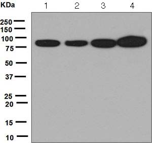 Western blot - Anti-EPS8 antibody [EPR6112] (AB124882)