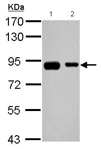 Western blot - Anti-EPS8L2 antibody (AB126155)