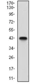 Western blot - Anti-Epsin 1 antibody [6F7F9] (AB204952)
