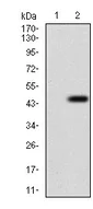 Western blot - Anti-Epsin 1 antibody [6F7F9] (AB204952)