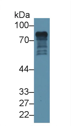 Western blot - Anti-Epsin 1 antibody (AB232764)