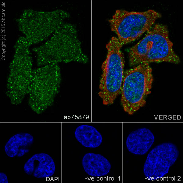 Immunocytochemistry/ Immunofluorescence - Anti-Epsin 1 antibody [EPR3023] (AB75879), expandable thumbnail