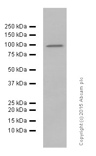 Western blot - Anti-Epsin 1 antibody [EPR3023] (AB75879), expandable thumbnail