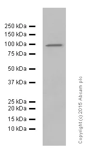 Western blot - Anti-Epsin 1 antibody [EPR3023] (AB75879)