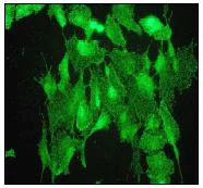Immunocytochemistry/ Immunofluorescence - Anti-Epsin 1 antibody [EPR3023] - BSA and Azide free (AB247415)
