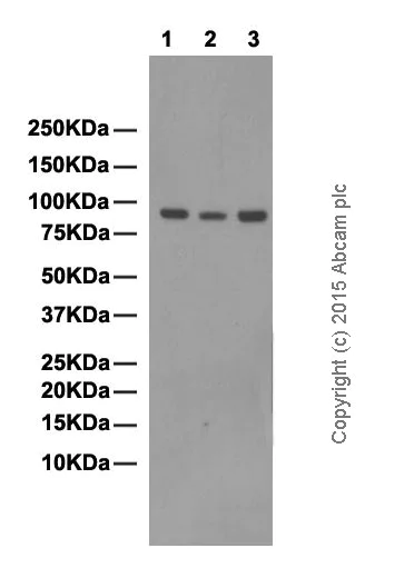 Western blot - Anti-Epsin 1 antibody [EPR3023] - BSA and Azide free (AB247415)