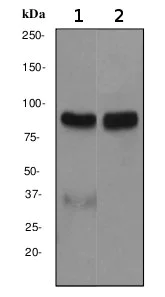Western blot - Anti-Epsin 1 antibody [EPR3023] - BSA and Azide free (AB247415)