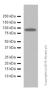 Western blot - Anti-Epsin 1 antibody [EPR3023] - BSA and Azide free (AB247415)