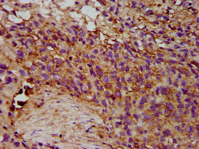 Immunohistochemistry (Formalin/PFA-fixed paraffin-embedded sections) - Anti-EPX antibody (AB238506)