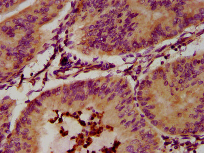 Immunohistochemistry (Formalin/PFA-fixed paraffin-embedded sections) - Anti-EPX antibody (AB238506)