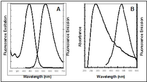 Fluorescence Microscopy - ER Staining Kit - Green Fluorescence - Cytopainter (AB139481), expandable thumbnail