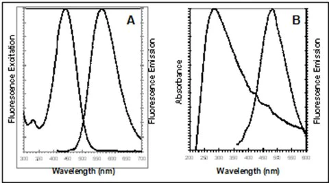Fluorescence Microscopy - ER Staining Kit - Green Fluorescence - Cytopainter (AB139481)