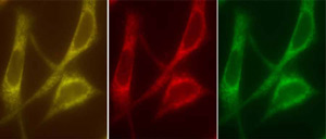 Fluorescence Microscopy - ER Staining Kit - Green Fluorescence - Cytopainter (AB139481), expandable thumbnail