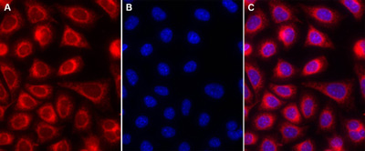 Fluorescence Microscopy - ER Staining Kit - Red Fluorescence - Cytopainter (AB139482), expandable thumbnail