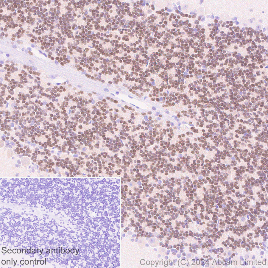 Immunohistochemistry (Formalin/PFA-fixed paraffin-embedded sections) - Anti-ER81/ETV1 antibody [DZR-1-29] (ab322139), expandable thumbnail