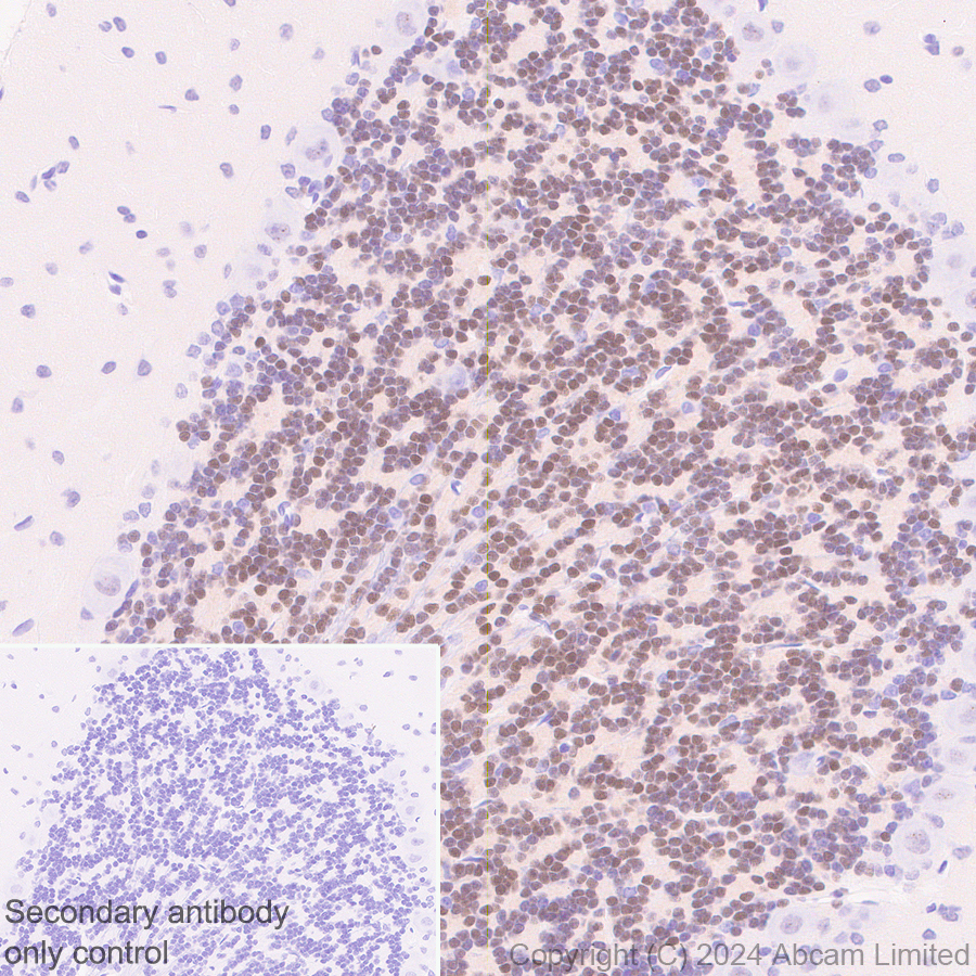 Immunohistochemistry (Formalin/PFA-fixed paraffin-embedded sections) - Anti-ER81/ETV1 antibody [DZR-1-29] (ab322139), expandable thumbnail