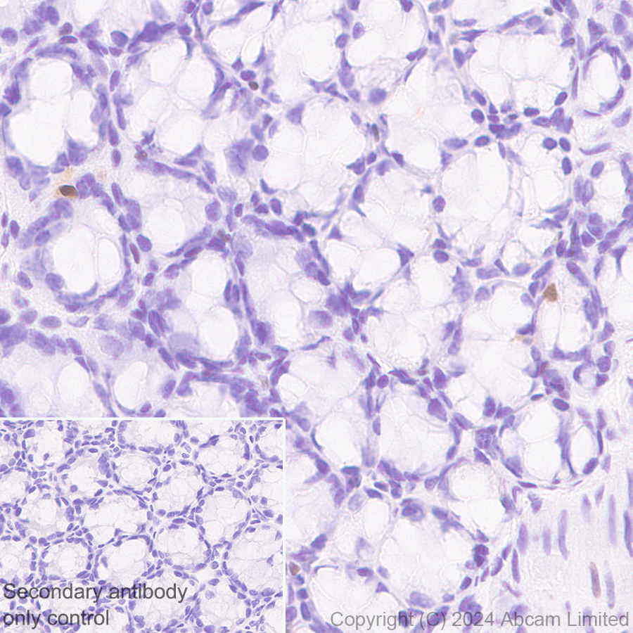 Immunohistochemistry (Formalin/PFA-fixed paraffin-embedded sections) - Anti-ER81/ETV1 antibody [DZR-1-29] (ab322139), expandable thumbnail