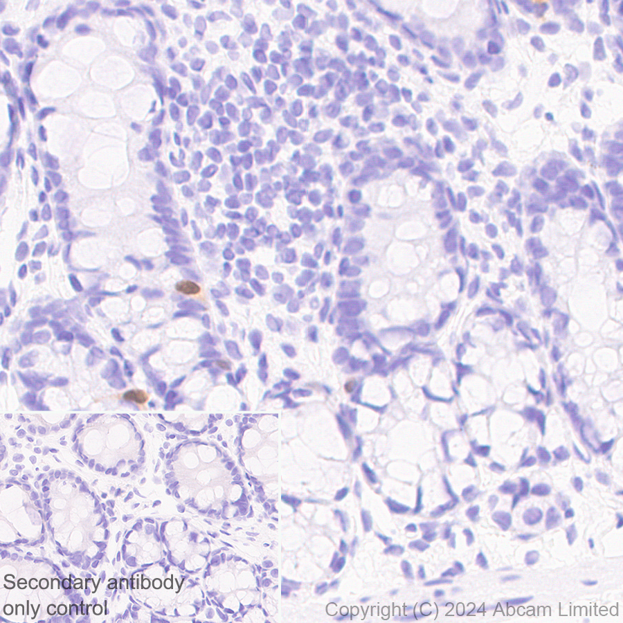 Immunohistochemistry (Formalin/PFA-fixed paraffin-embedded sections) - Anti-ER81/ETV1 antibody [DZR-1-29] (ab322139), expandable thumbnail